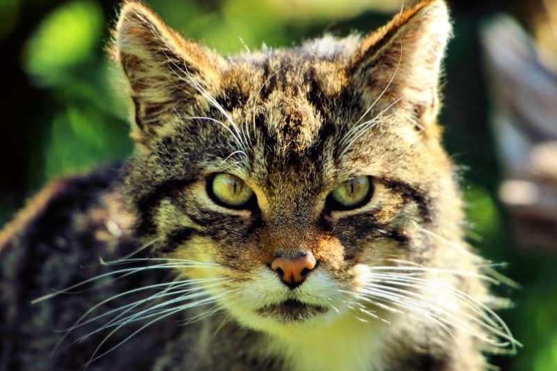 Scottish Wildcat, Felis silvestris grampia