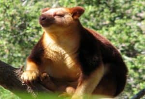 Tree Kangaroo