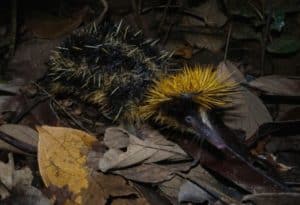 Lowland Streaked Tenrec, Hemicentetes semispinosus