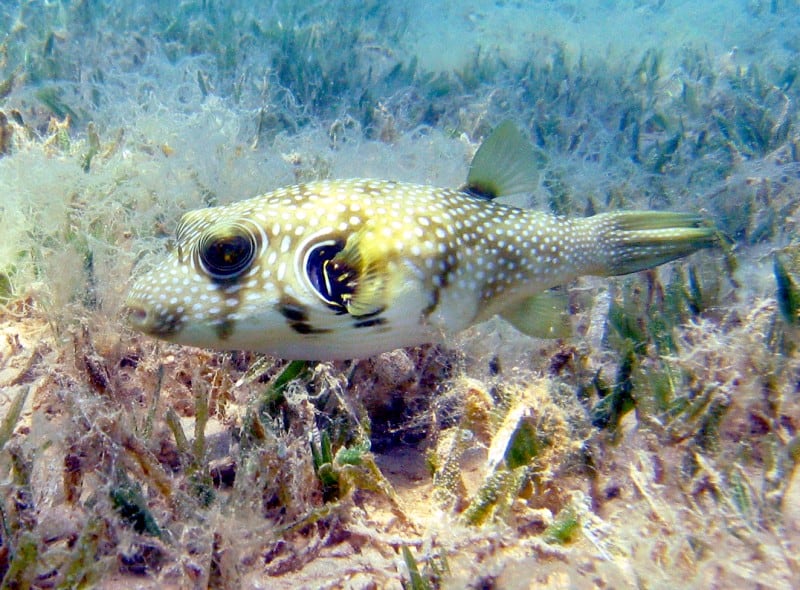 White Spotted Puffer, Arothron hispidus