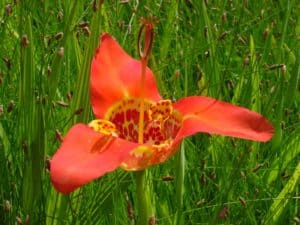 Tiger Flower, Tigridia pavonia