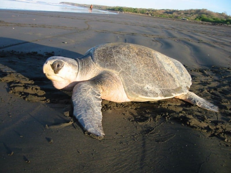 Olive Ridley Sea Turtle, Lepidochelys olivacea