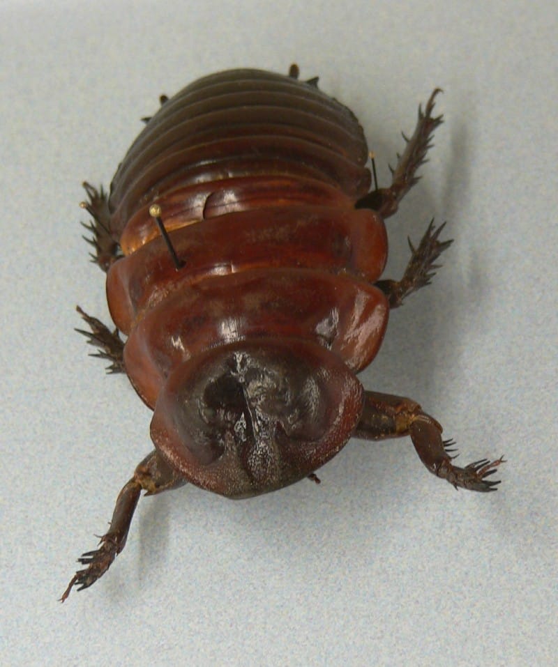 Rhinoceros Cockroach, Macropanesthia rhinoceros