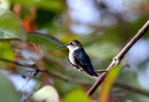 Bee Hummingbird, Mellisuga helenae