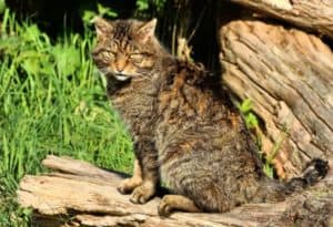 Scottish Wildcat, Felis silvestris grampia