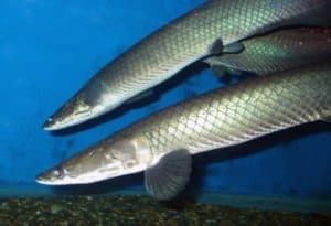 Arapaima Leptosoma