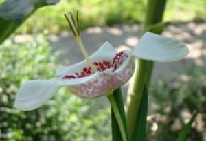 Tiger Flower, Tigridia pavonia