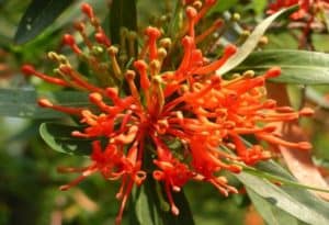 Chilean Firebush