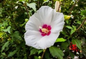 Hawaiian White Hibiscus