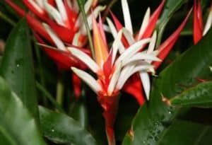 Christmas Heliconia