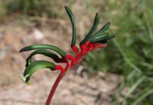 Kangaroo Paw, Anigozanthos manglesii