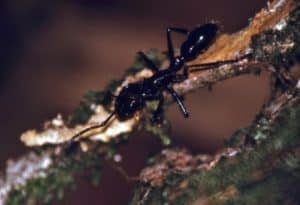 Bullet Ant, Paraponera clavata