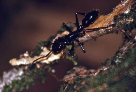Bullet Ant l Truly Agonizing Sting - Our Breathing Planet