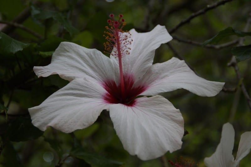 Hawaiian White Hibiscus