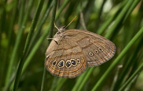 Mitchells satyr Butterfly, Neonympha mitchellii