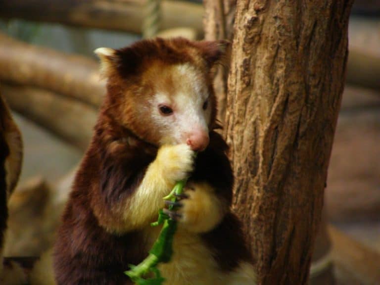 Tree Kangaroo L Riveting Creature Our Breathing Planet tree-kangaroo-l-riveting-creature-our-breathing-planet