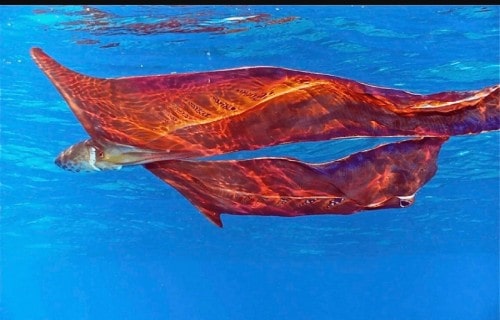 10 Dazzling Denizens of the Depths