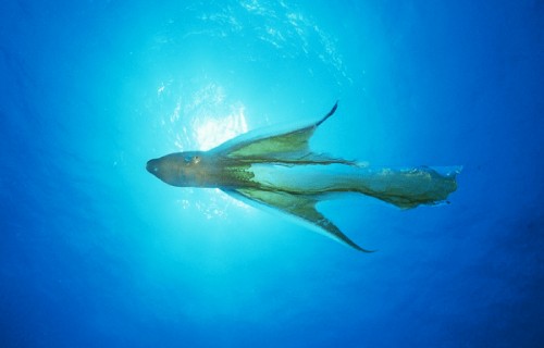 10 Dazzling Denizens of the Depths