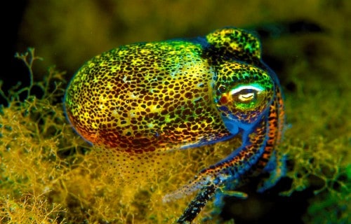 10 Dazzling Denizens of the Depths