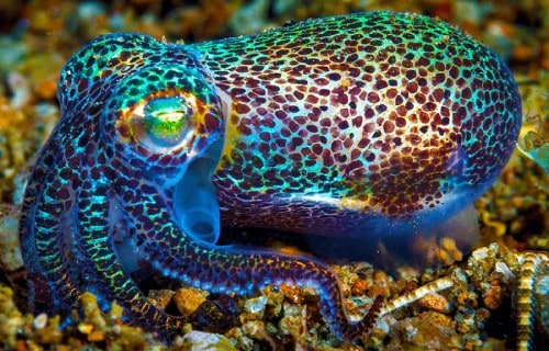 10 Dazzling Denizens of the Depths