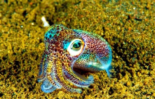 10 Dazzling Denizens of the Depths
