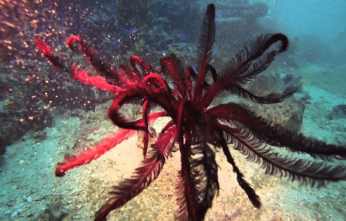10 Dazzling Denizens of the Depths