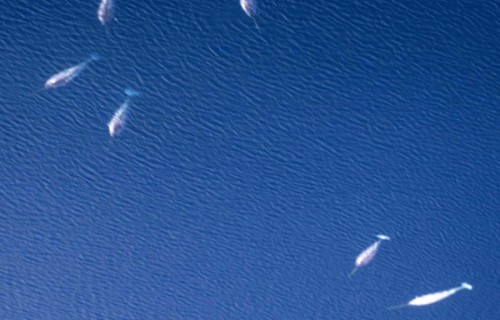 10 Dazzling Denizens of the Depths