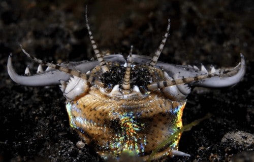 10 Dazzling Denizens of the Depths