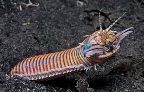 10 Dazzling Denizens of the Depths