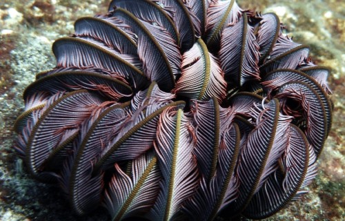 10 Dazzling Denizens of the Depths