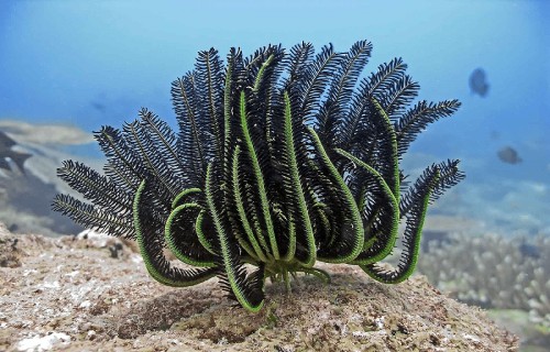 10 Dazzling Denizens of the Depths