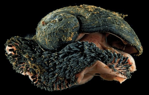 10 Dazzling Denizens of the Depths