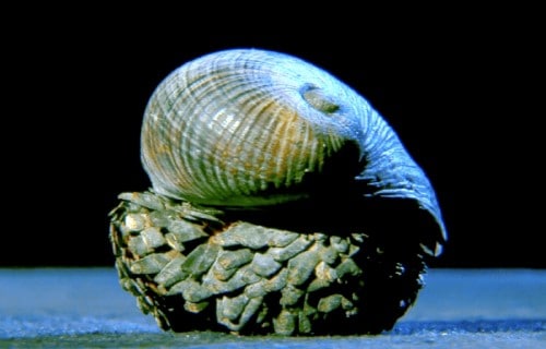 10 Dazzling Denizens of the Depths