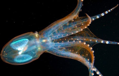 10 Dazzling Denizens of the Depths
