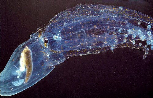 10 Dazzling Denizens of the Depths