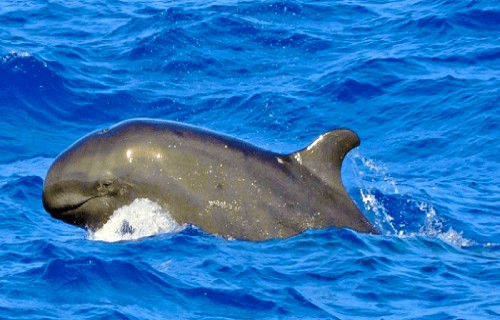 10 Dazzling Denizens of the Depths