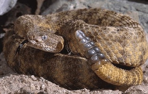7 Dazzling Desert Dwellers