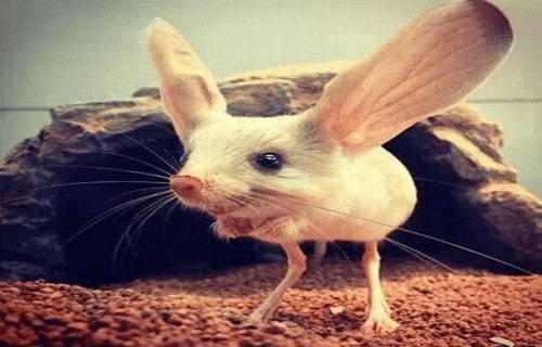 7 Dazzling Desert Dwellers
