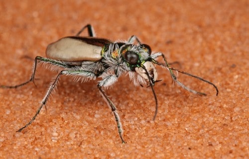 7 Dazzling Desert Dwellers