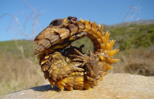 7 Dazzling Desert Dwellers
