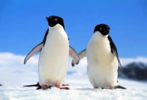 5 Practically Perfect Penguins