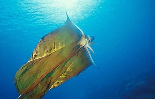10 Dazzling Denizens of the Depths