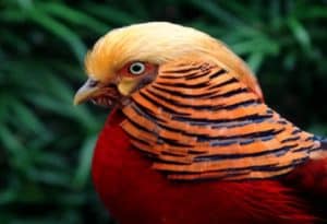 Golden Pheasant