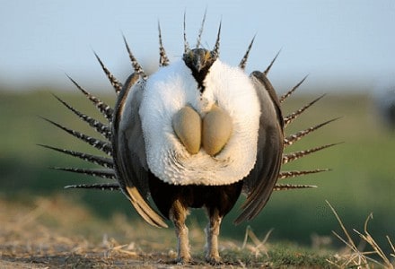 Greater Sage Grouse