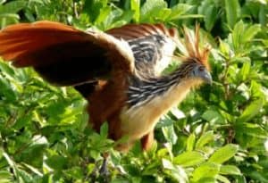 Hoatzin, Opisthocomus hoazin