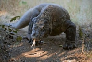 Komodo Dragon, Varanus komodoensis