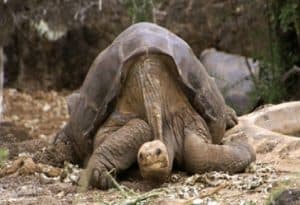 Pinta Island Tortoise, Chelonoidis abingdonii