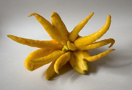 Fingered Citron, Citrus medica var. sarcodactylis