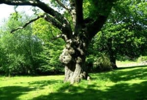 English Oak, Quercus robur