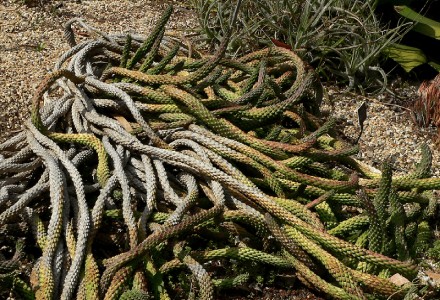 4 Delightful Desert Plants